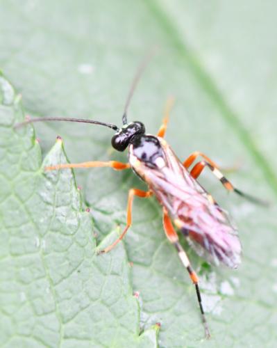 Diplazon laetatorius